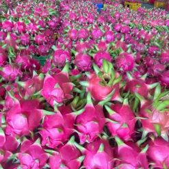 Thanh Long Ruột Đỏ – Lợi Nhuận 16% – (12 tiếng)