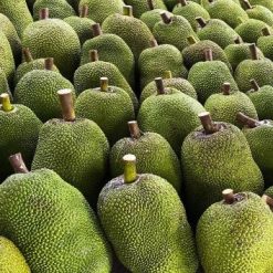 Mít Thái  – Lợi Nhuận 20% – (12 Tiếng)